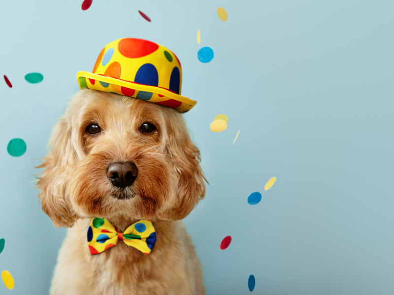 Come si Contano gli Anni dei Cani? Come si Contano gli Anni dei Cani?